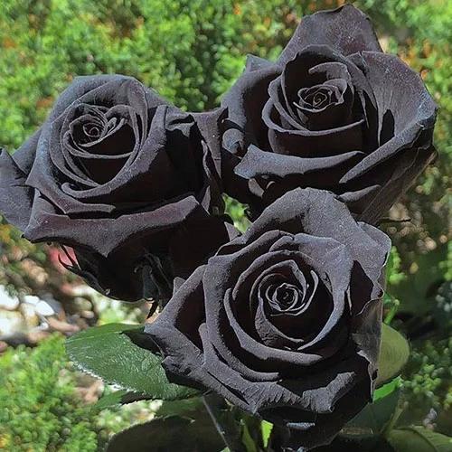 دانلود اهنگ شلش کن بابا من عاشق لیوانای گندم ریمیکس اینستا ( اصلی ) دانلود اهنگ شلش کن بابا من عاشق لیوانای گندم ریمیکس اینستا ( اصلی )