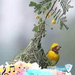 آهنگ ز دلتنگی ام آشیونه بسازید ریمیکس اینستا غمگین اسی بیت ( واسه خاطراتم یه خونه بسازید ) آهنگ ز دلتنگی ام آشیونه بسازید ریمیکس اینستا غمگین اسی بیت ( واسه خاطراتم یه خونه بسازید )