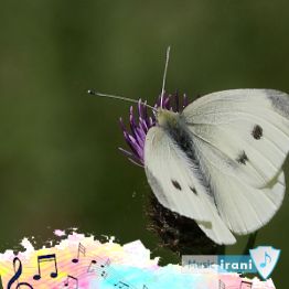 دانلود اهنگ بزار اون بره میخواد بپره ریمیکس اینستا دانلود اهنگ بزار اون بره میخواد بپره ریمیکس اینستا