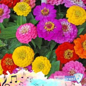 دانلود آهنگ ای گل ناز من تویی دلدار من کامل اینستا ( بهزاد عیدیوند )