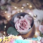 دانلود آهنگ هر شب پیاده رو تلو تلو مسم ریمیکس اینستا