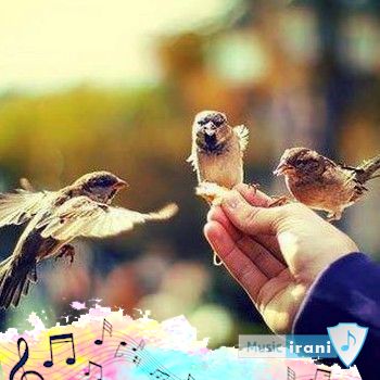 دانلود آهنگ به هر بچی که نمیشه گفت دختر اوف اره کردمش حسادتی (با صدای زدختر)